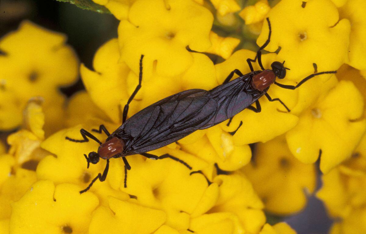 Two lovebugs with black wings and red thoraxes are attached while mating on top of bright yellow flowers.