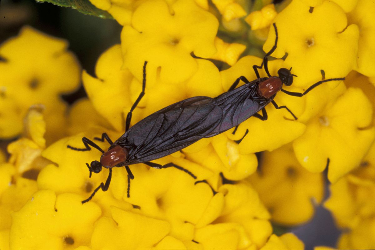 Two lovebugs with black wings and red thoraxes are attached while mating on top of bright yellow flowers.