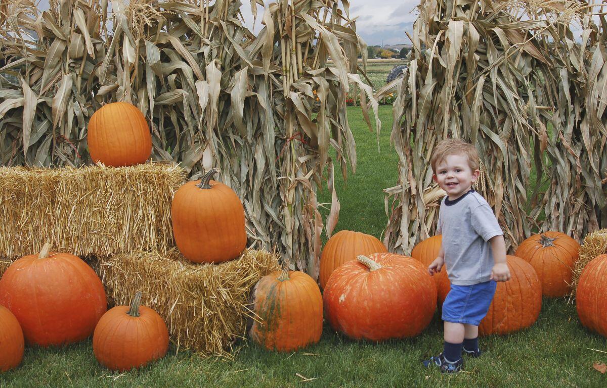 Wide shot of a little boy surrounded by corn, hay bales and pumpkins.