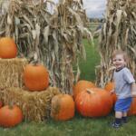 Wide shot of a little boy surrounded by corn, hay bales and pumpkins.