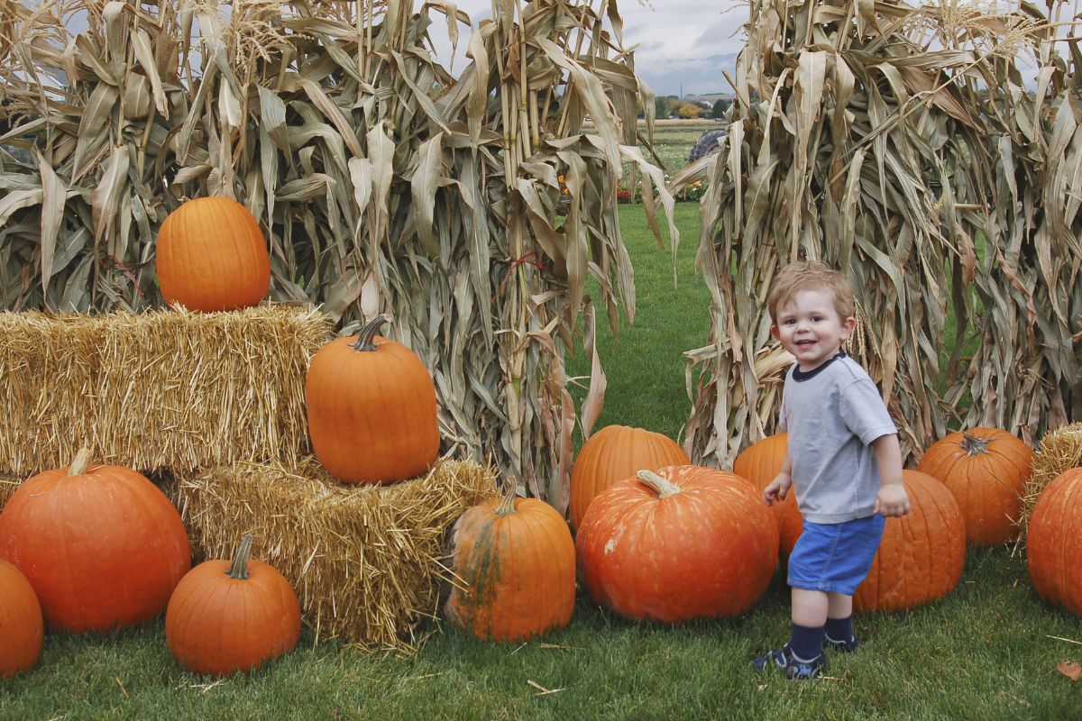 Wide shot of a little boy surrounded by corn, hay bales and pumpkins.