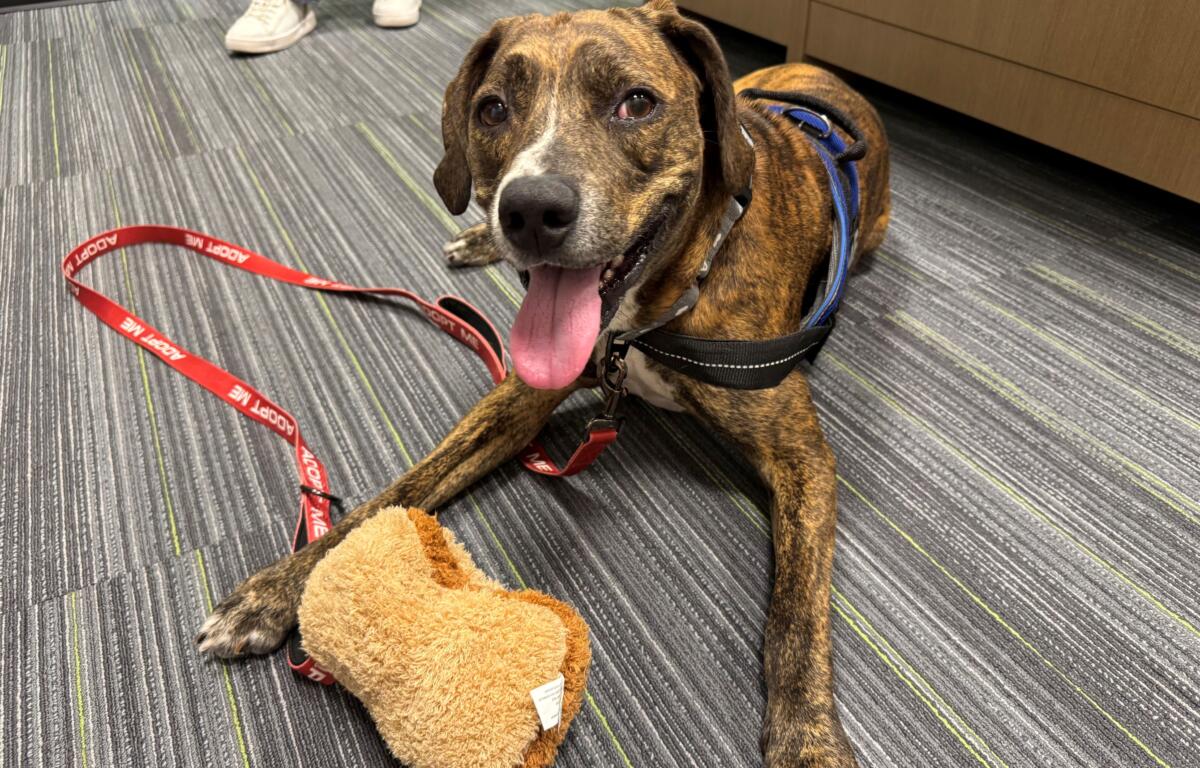 Meet Chops - a brown brindle 8-year-old hound mix available for adoption at Marion County Animal Services.