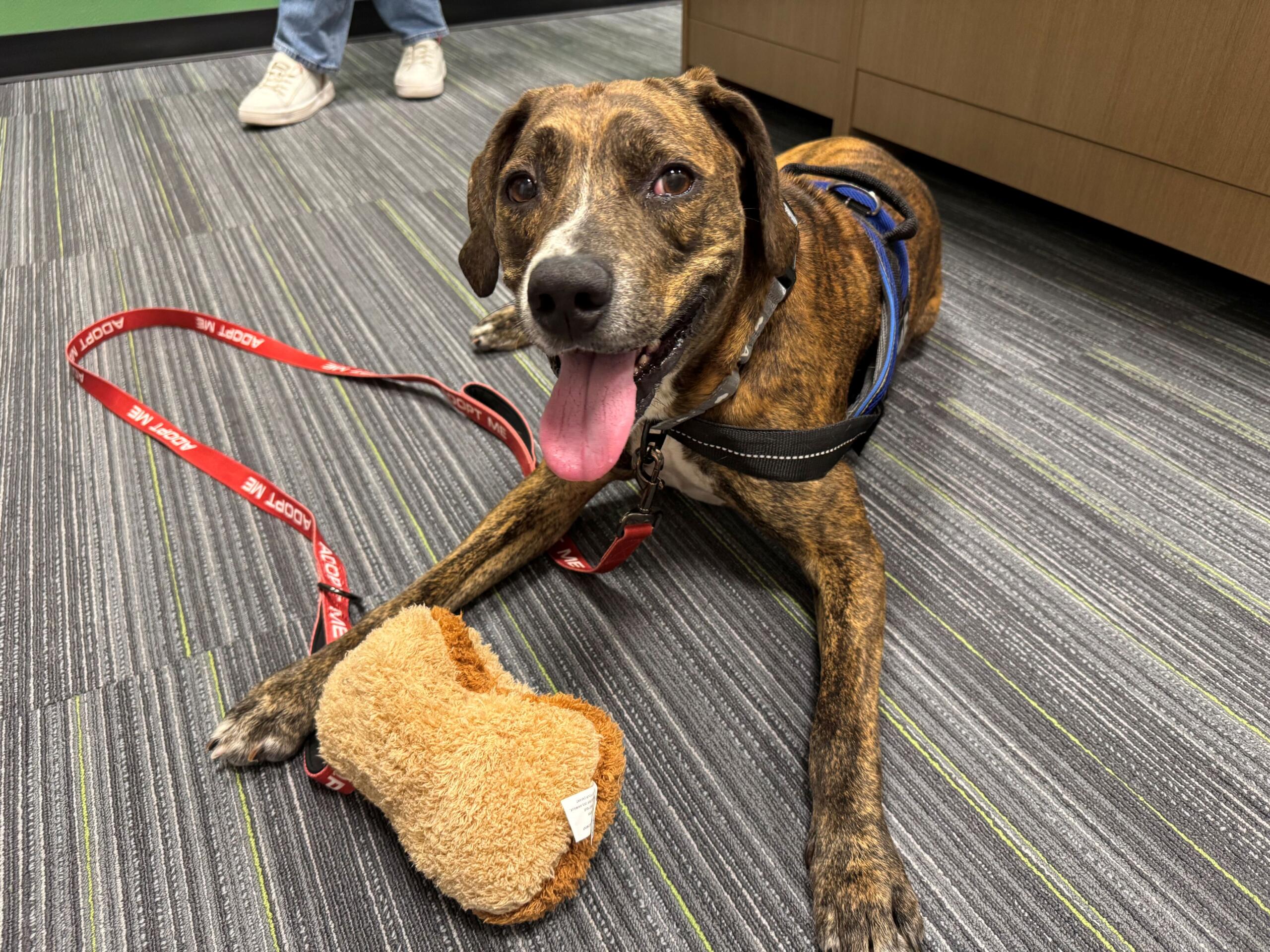 Meet Chops - a brown brindle 8-year-old hound mix available for adoption at Marion County Animal Services.