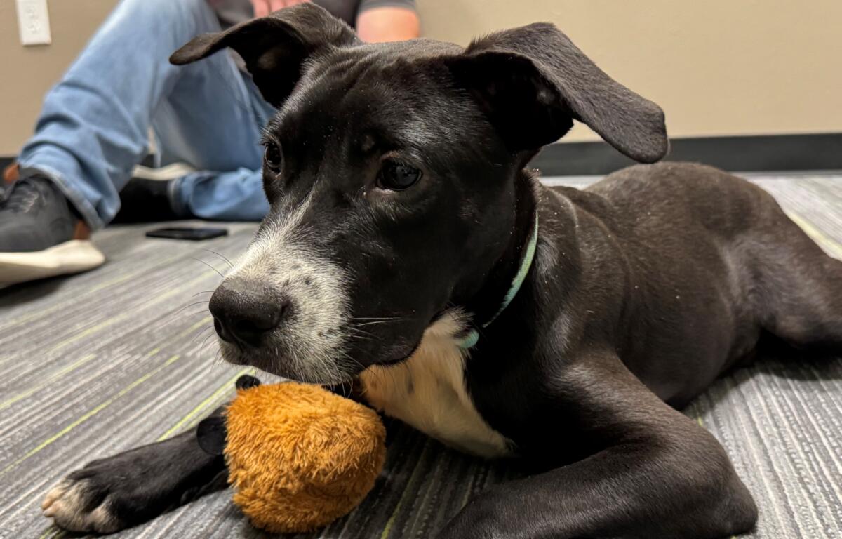 A 6-month-old puppy with a shiny black coat and white nose. Meet Pig: your new best friend at the Humane Society of Marion County.