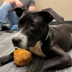 A 6-month-old puppy with a shiny black coat and white nose. Meet Pig: your new best friend at the Humane Society of Marion County.