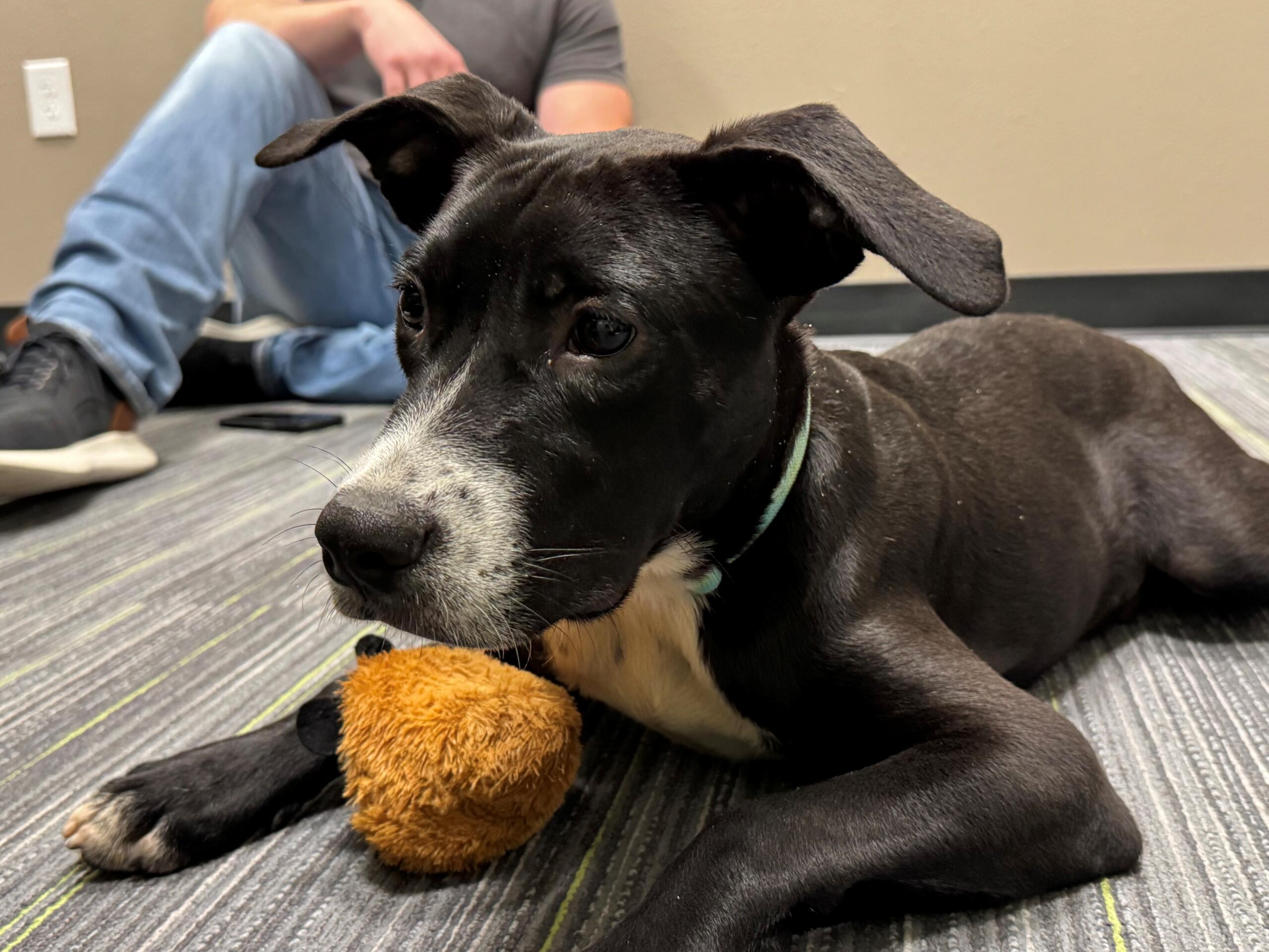 A 6-month-old puppy with a shiny black coat and white nose. Meet Pig: your new best friend at the Humane Society of Marion County.