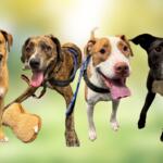 4 dogs that are available for adoption at the Humane Society of Marion County and Marion County Animal Services