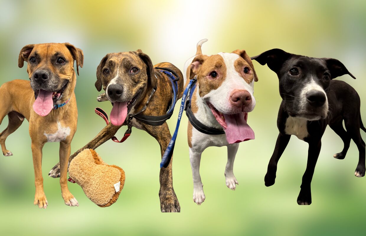4 dogs that are available for adoption at the Humane Society of Marion County and Marion County Animal Services