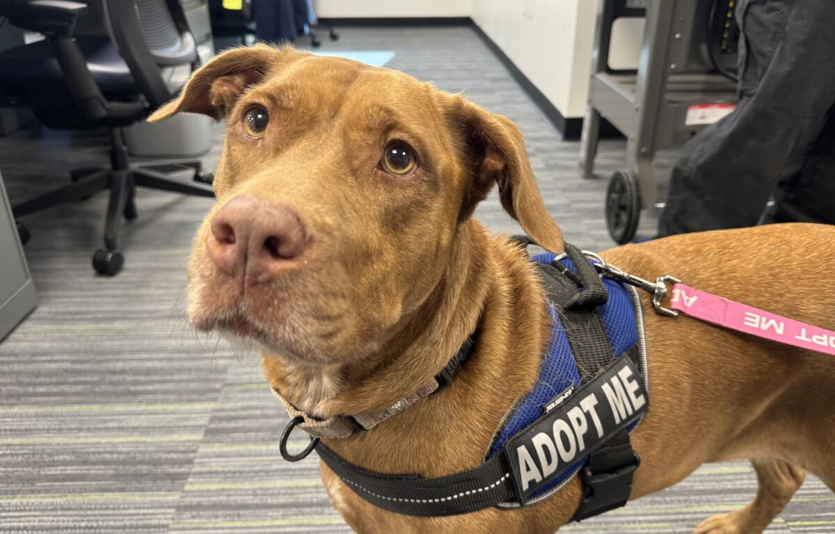 A 5-year-old red Lab mix at Marion County Animal Services.