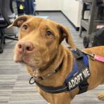 A 5-year-old red Lab mix at Marion County Animal Services.
