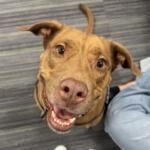 A 5-year-old red Lab mix at Marion County Animal Services.