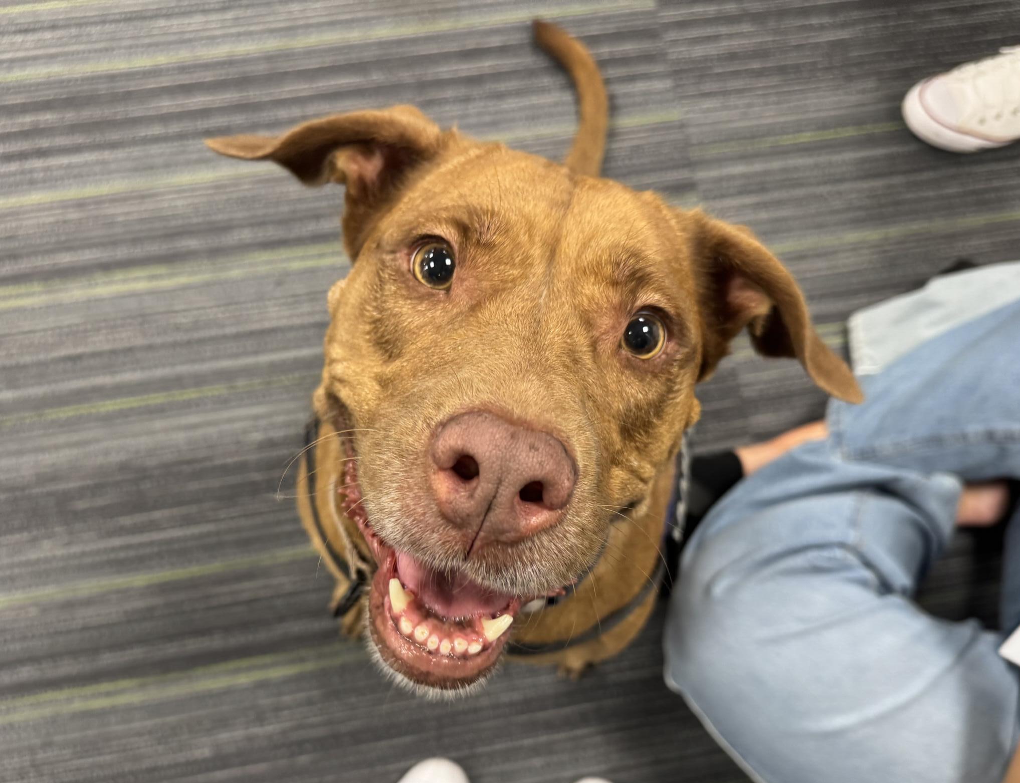 A 5-year-old red Lab mix at Marion County Animal Services.
