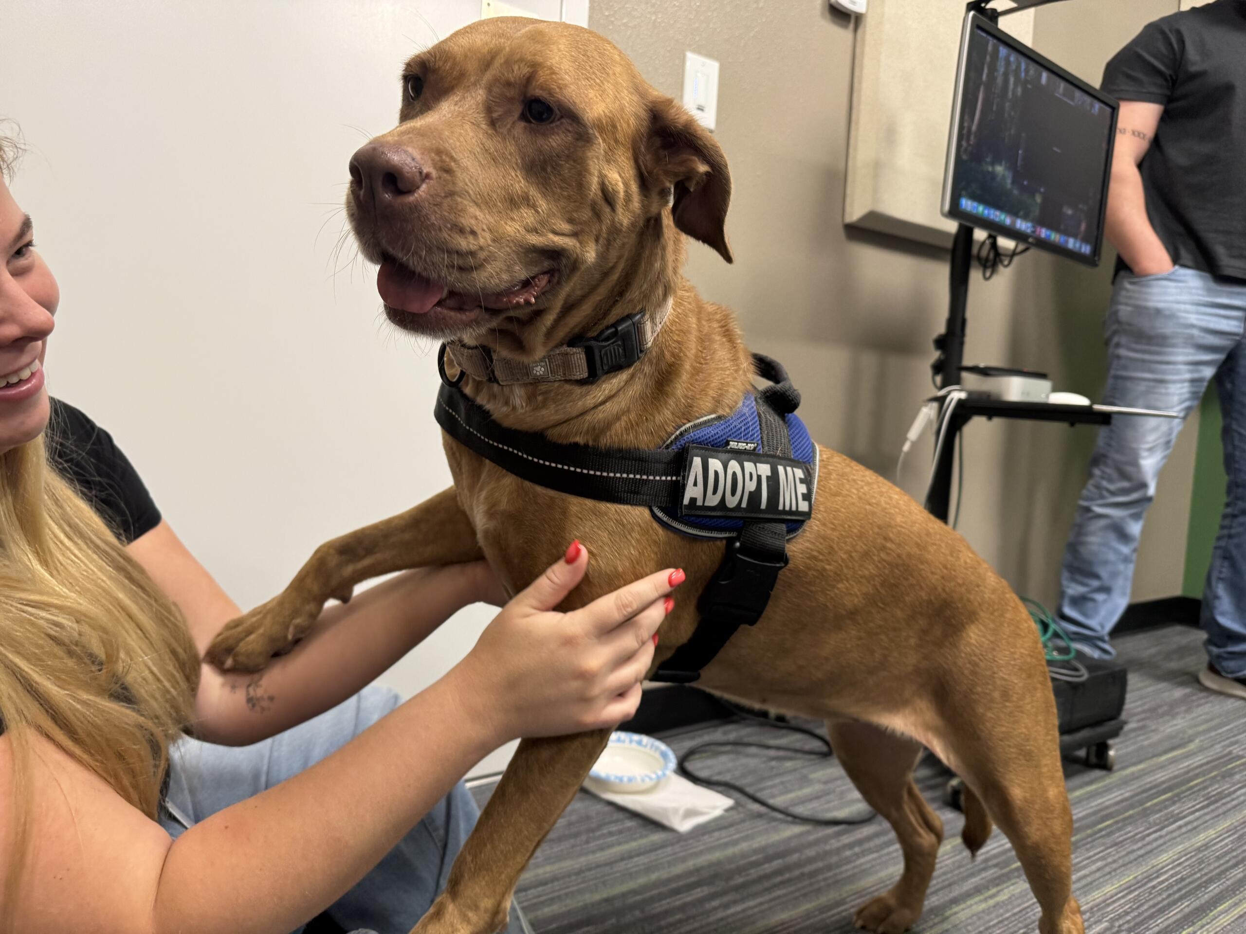 A 5-year-old red Lab mix at Marion County Animal Services.