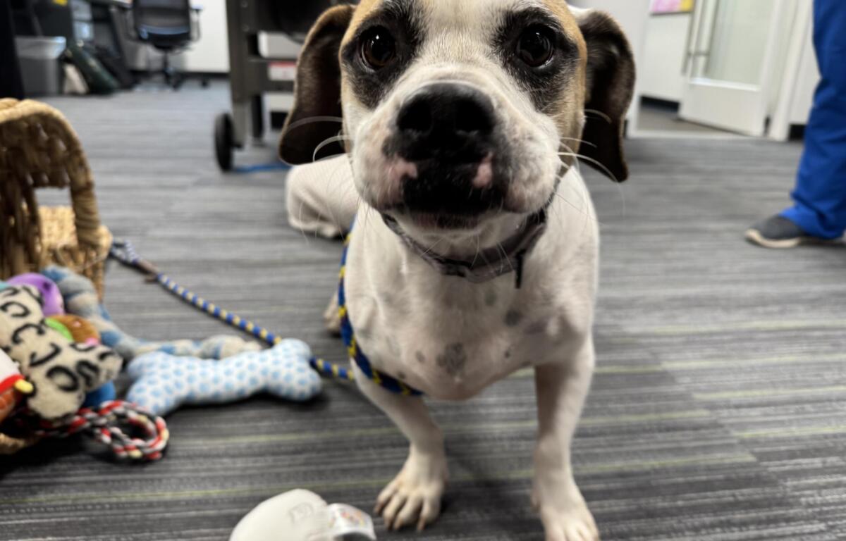 Wilbur a 45 pound, 5-year-old dog, with white and tri colored fur at Marion County Animal Services.
