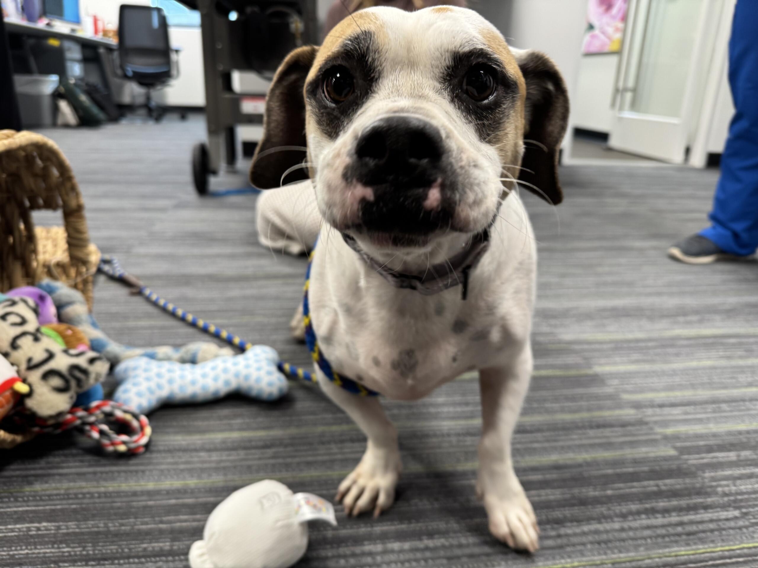 Wilbur a 45 pound, 5-year-old dog, with white and tri colored fur at Marion County Animal Services.