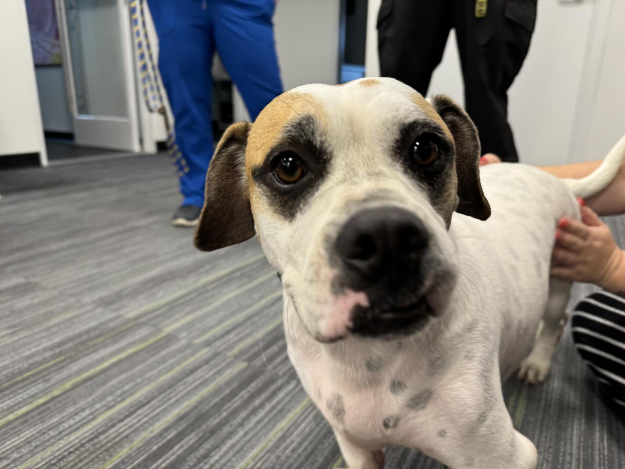 Project Pawsitivity: A Low Maintenance, Low Rider, Packaged in 45lbs of ...