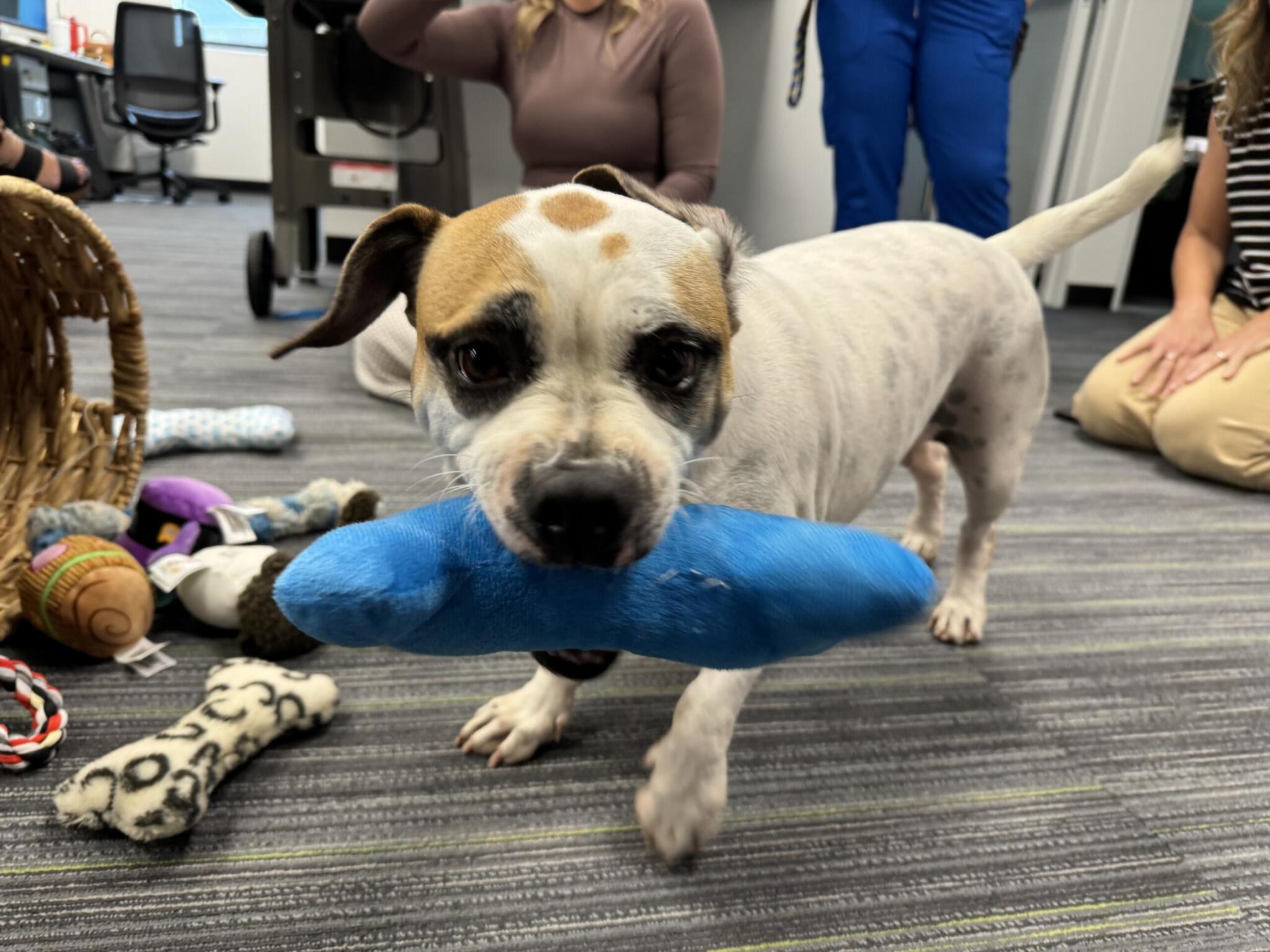 Project Pawsitivity: A Low Maintenance, Low Rider, Packaged in 45lbs of ...