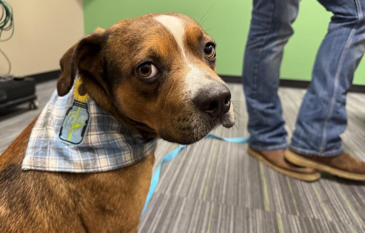 Meet Fisher a red-brown, 3-year-old dog available for adoption at the Humane Society of Marion County
