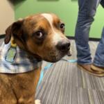 Meet Fisher a red-brown, 3-year-old dog available for adoption at the Humane Society of Marion County
