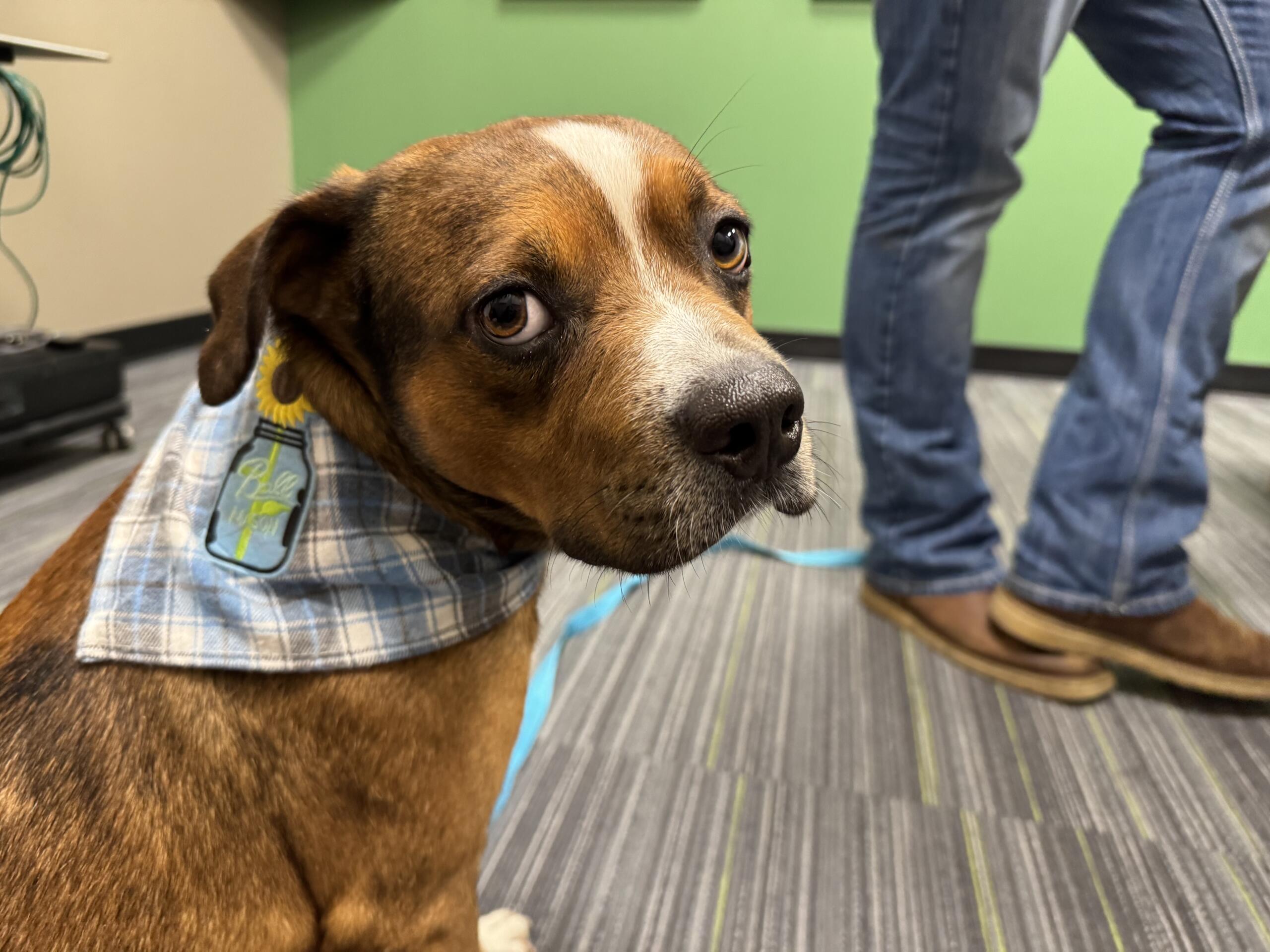 Meet Fisher a red-brown, 3-year-old dog available for adoption at the Humane Society of Marion County