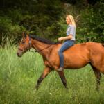 Marion County Sheriffs Department seeking owner of Bay Mare