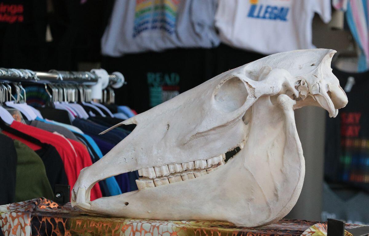 An animal skull sits atop a shelf with a patterned cloth. In the background, blurred shirts are hung from hangers and wall backdrops.