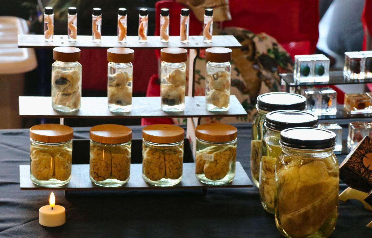 Brains and other wet specimen sit on shelves in jars on a table with a black tablecloth. A fake white candle sits in front to provide lighting when the market begins to darken.