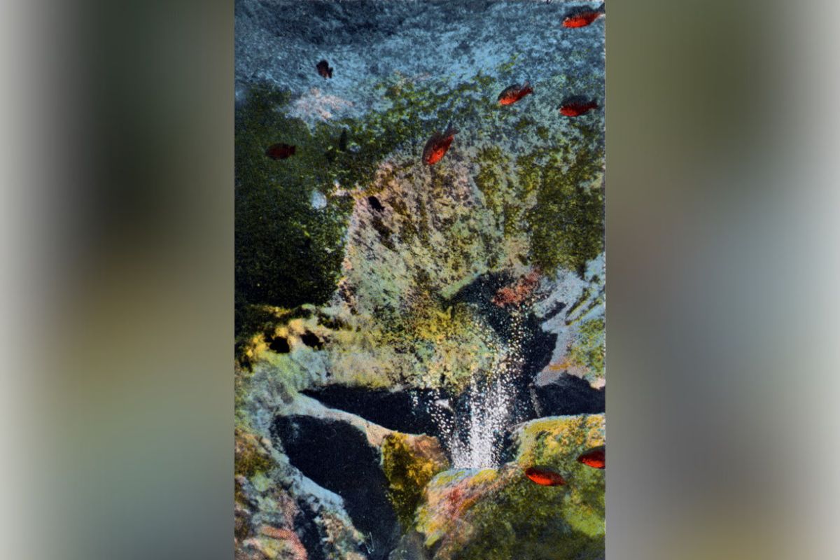 A deep spring surrounded by vegetation and sea life, throwing up white shells.