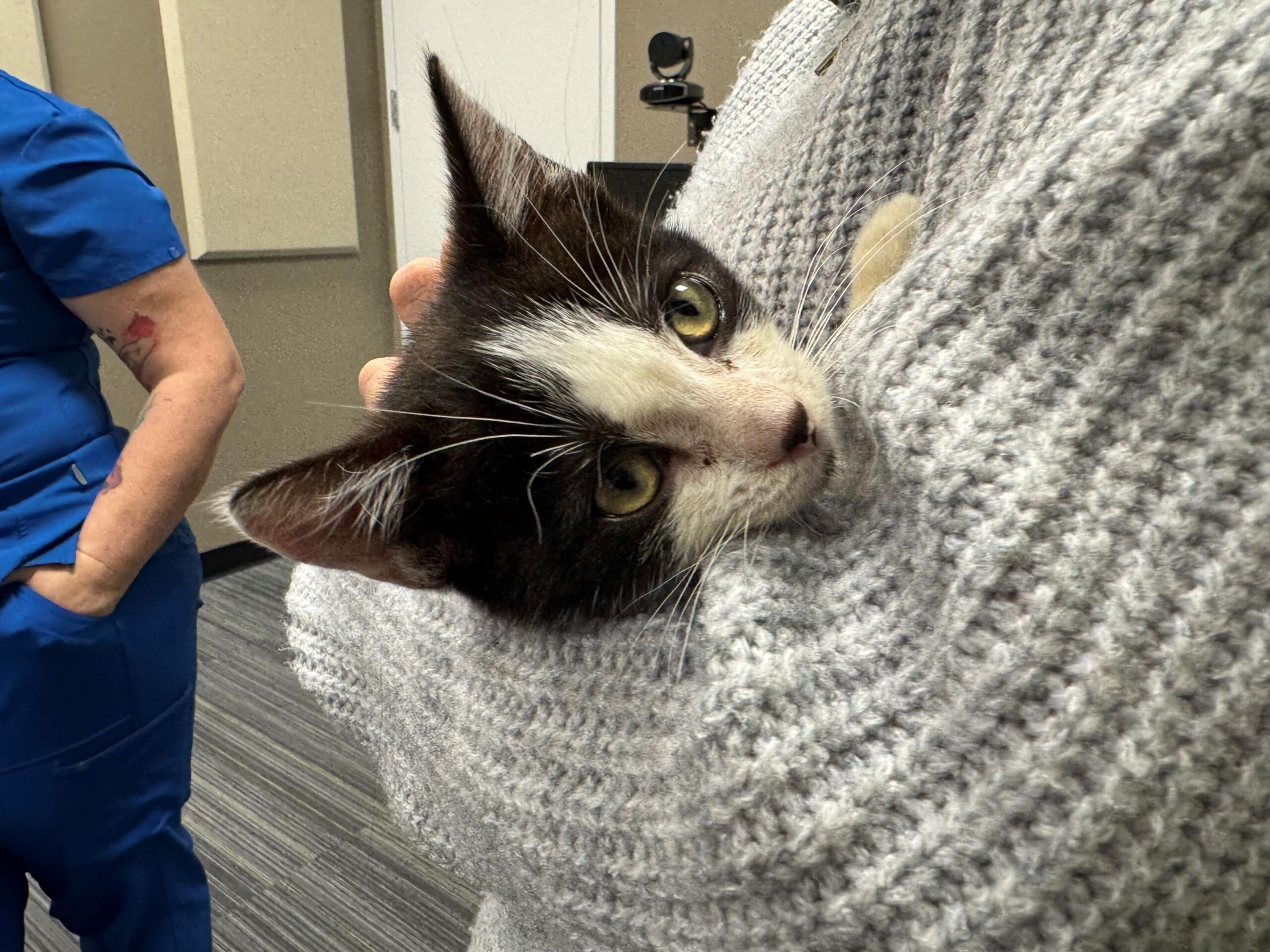 Meet 13-week-old Cici. A tuxedo kitten available for adoption at Marion County Animal Services.