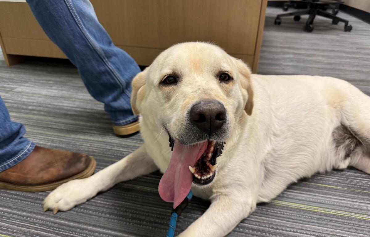 Meet Hickory Smoked Bacon, a 5-year-old Labrador Retriever available for adoption at the Humane Society of Marion County.