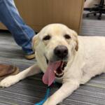 Meet Hickory Smoked Bacon, a 5-year-old Labrador Retriever available for adoption at the Humane Society of Marion County.