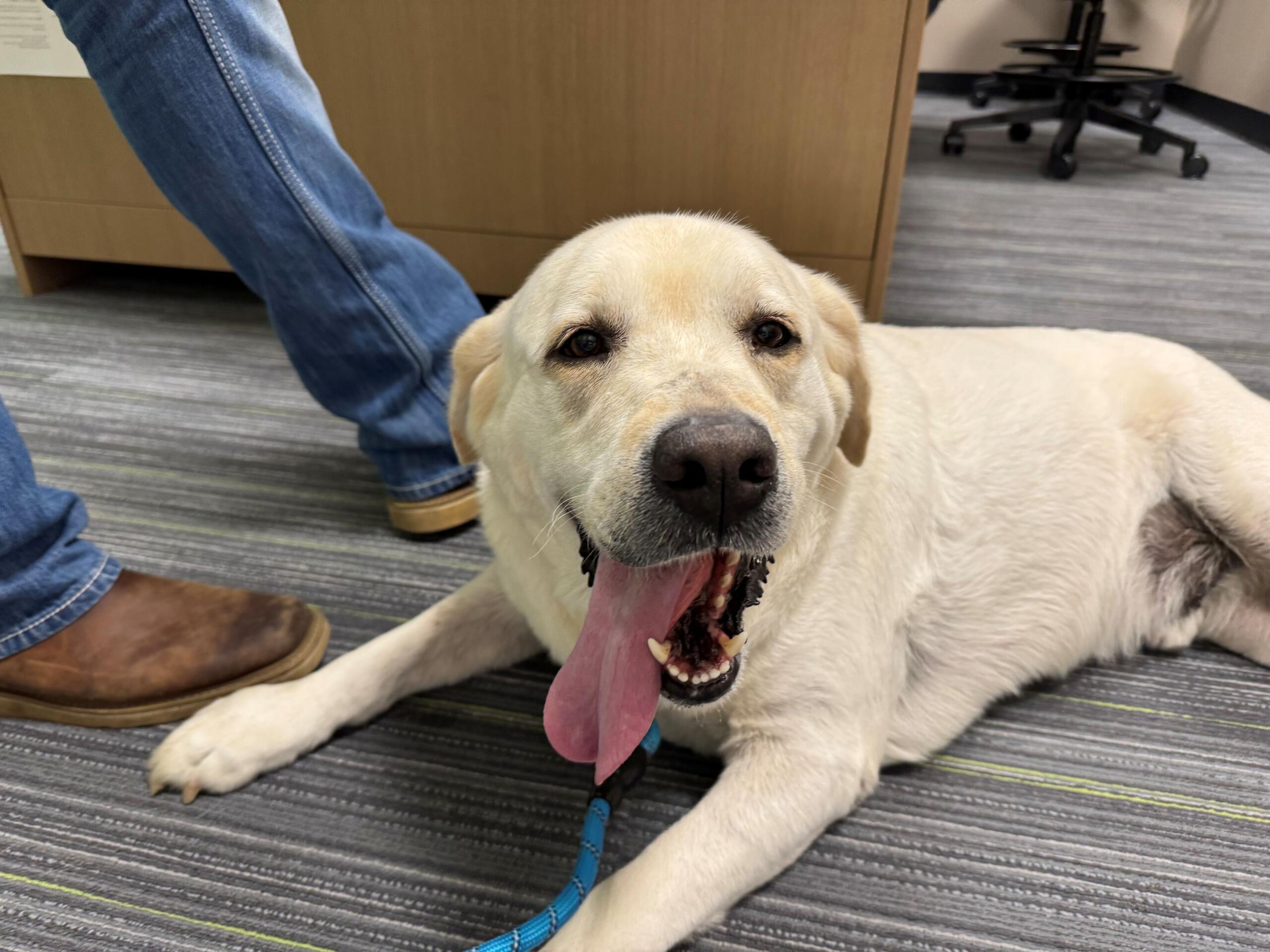 Meet Hickory Smoked Bacon, a 5-year-old Labrador Retriever available for adoption at the Humane Society of Marion County.