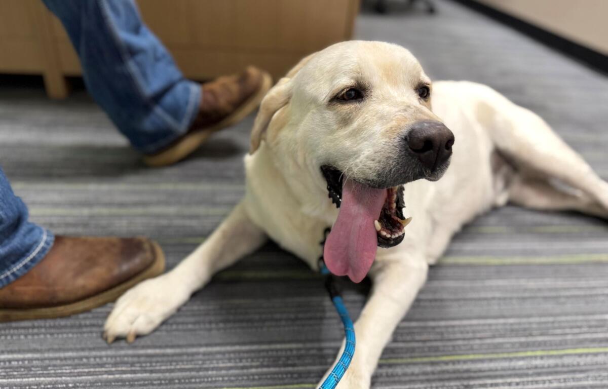 Meet Hickory Smoked Bacon, a 5-year-old Labrador Retriever available for adoption at the Humane Society of Marion County.