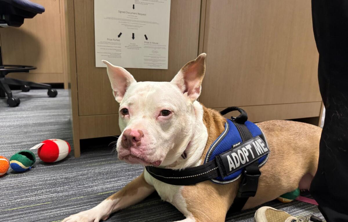 Meet Kaia, a white and tan, 5-year-old dog available for adoption at Marion County Animal Services.