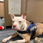 Meet Kaia, a white and tan, 5-year-old dog available for adoption at Marion County Animal Services.