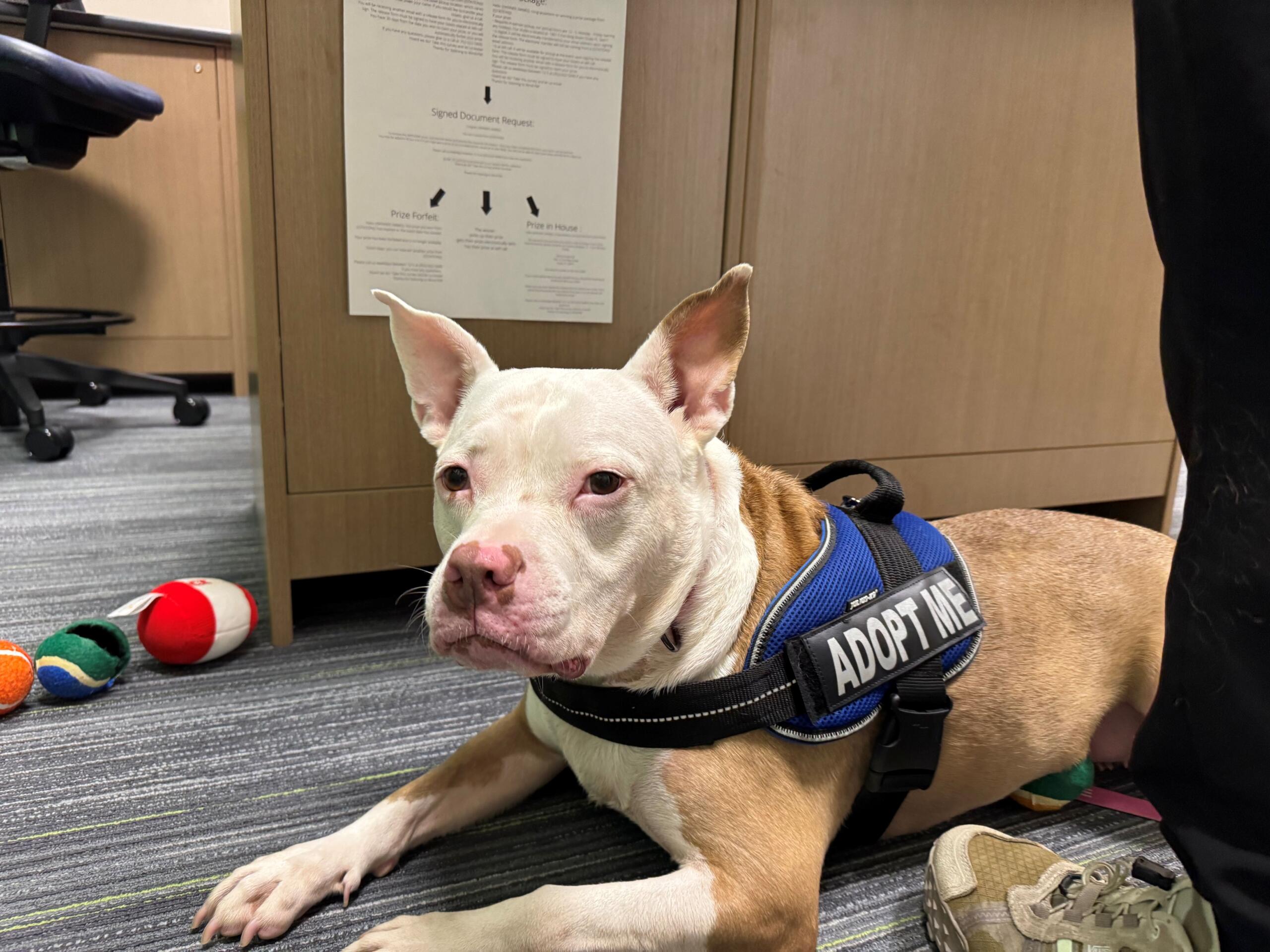 Meet Kaia, a white and tan, 5-year-old dog available for adoption at Marion County Animal Services.