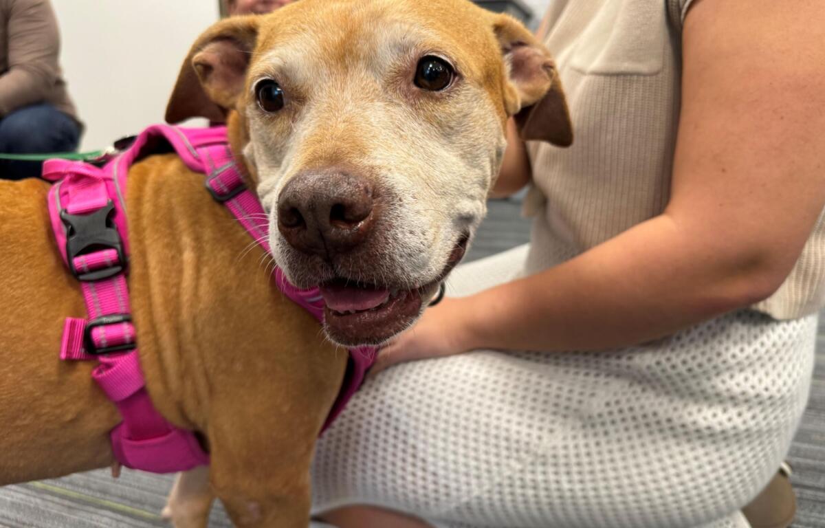 Lettie Lettuce, is a 46 pound, 7-year-old, light brown dog available for adoption at the Humane Society of Marion County.