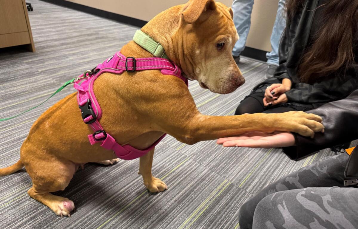 Lettie Lettuce, is a 46 pound, 7-year-old, light brown dog available for adoption at the Humane Society of Marion County.