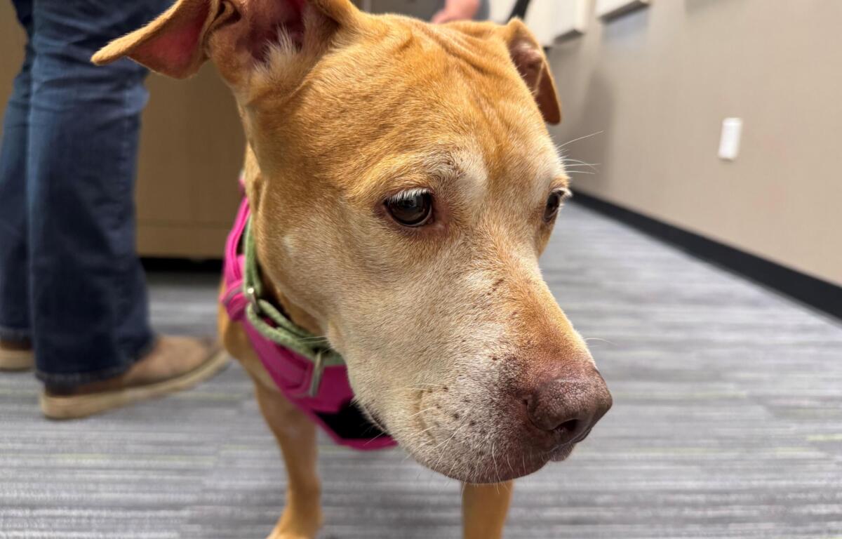 Lettie Lettuce, is a 46 pound, 7-year-old, light brown dog available for adoption at the Humane Society of Marion County.