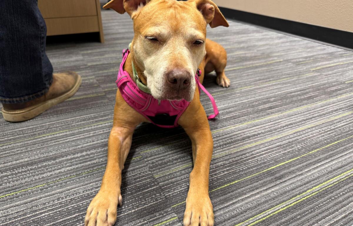 Lettie Lettuce, is a 46 pound, 7-year-old, light brown dog available for adoption at the Humane Society of Marion County.