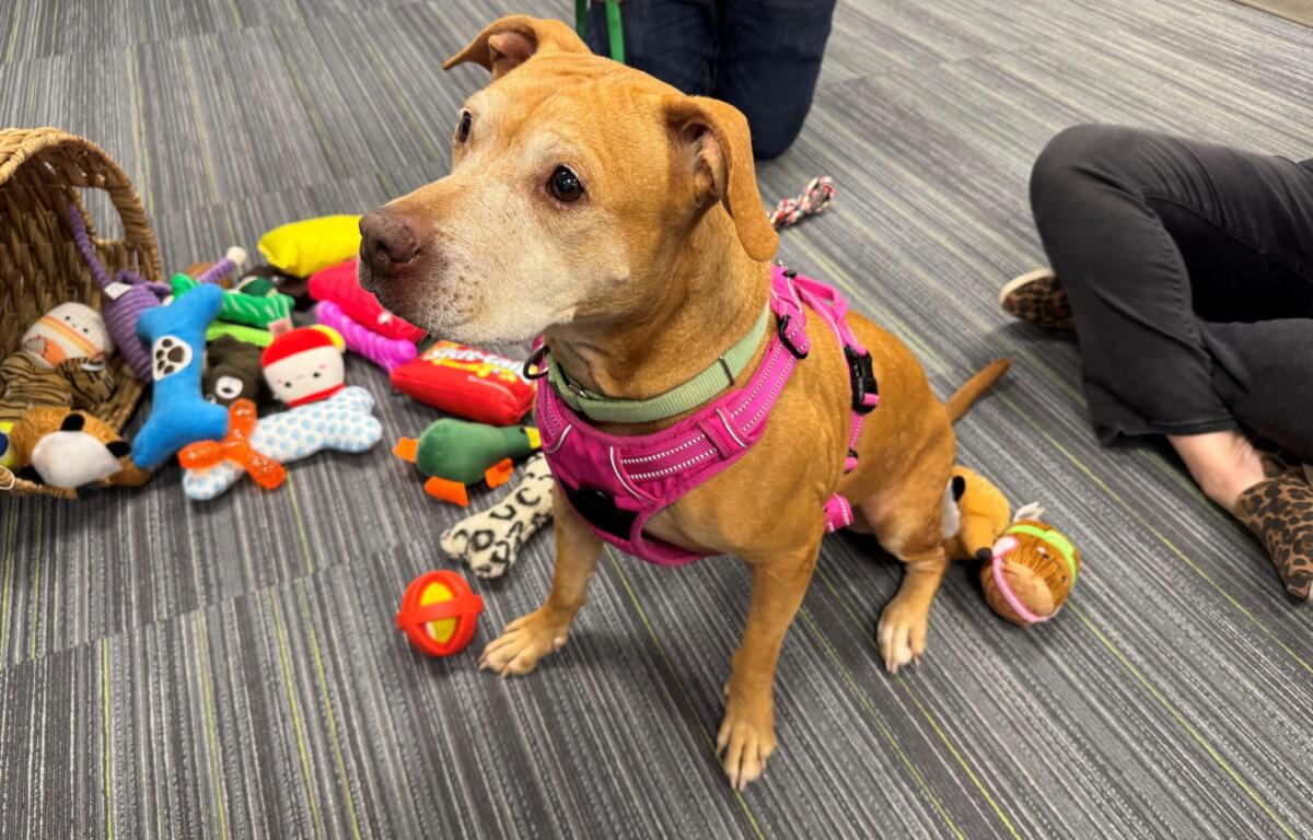 Lettie Lettuce, is a 46 pound, 7-year-old, light brown dog available for adoption at the Humane Society of Marion County.