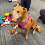 Lettie Lettuce, is a 46 pound, 7-year-old, light brown dog available for adoption at the Humane Society of Marion County.