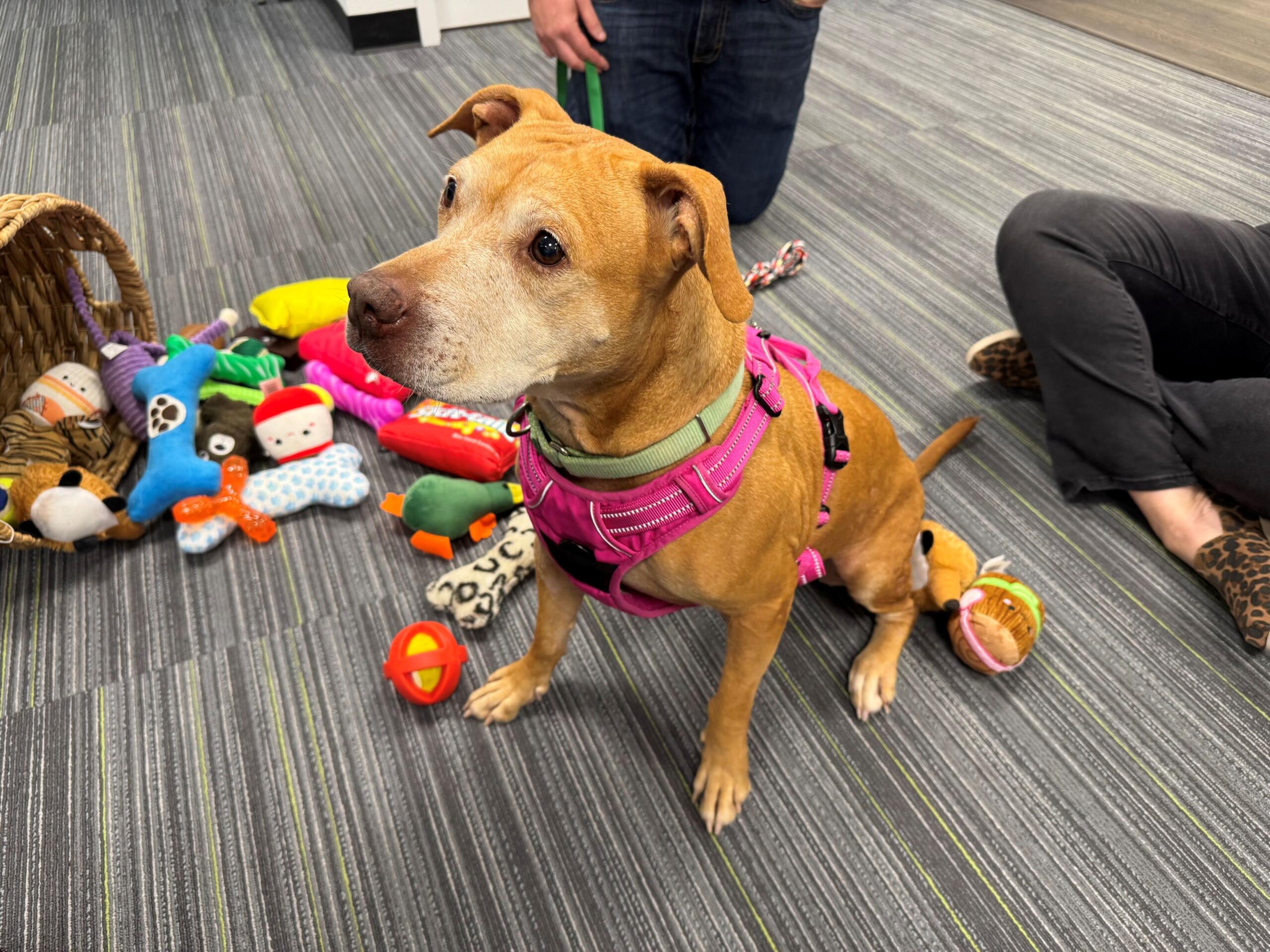 Lettie Lettuce, is a 46 pound, 7-year-old, light brown dog available for adoption at the Humane Society of Marion County.