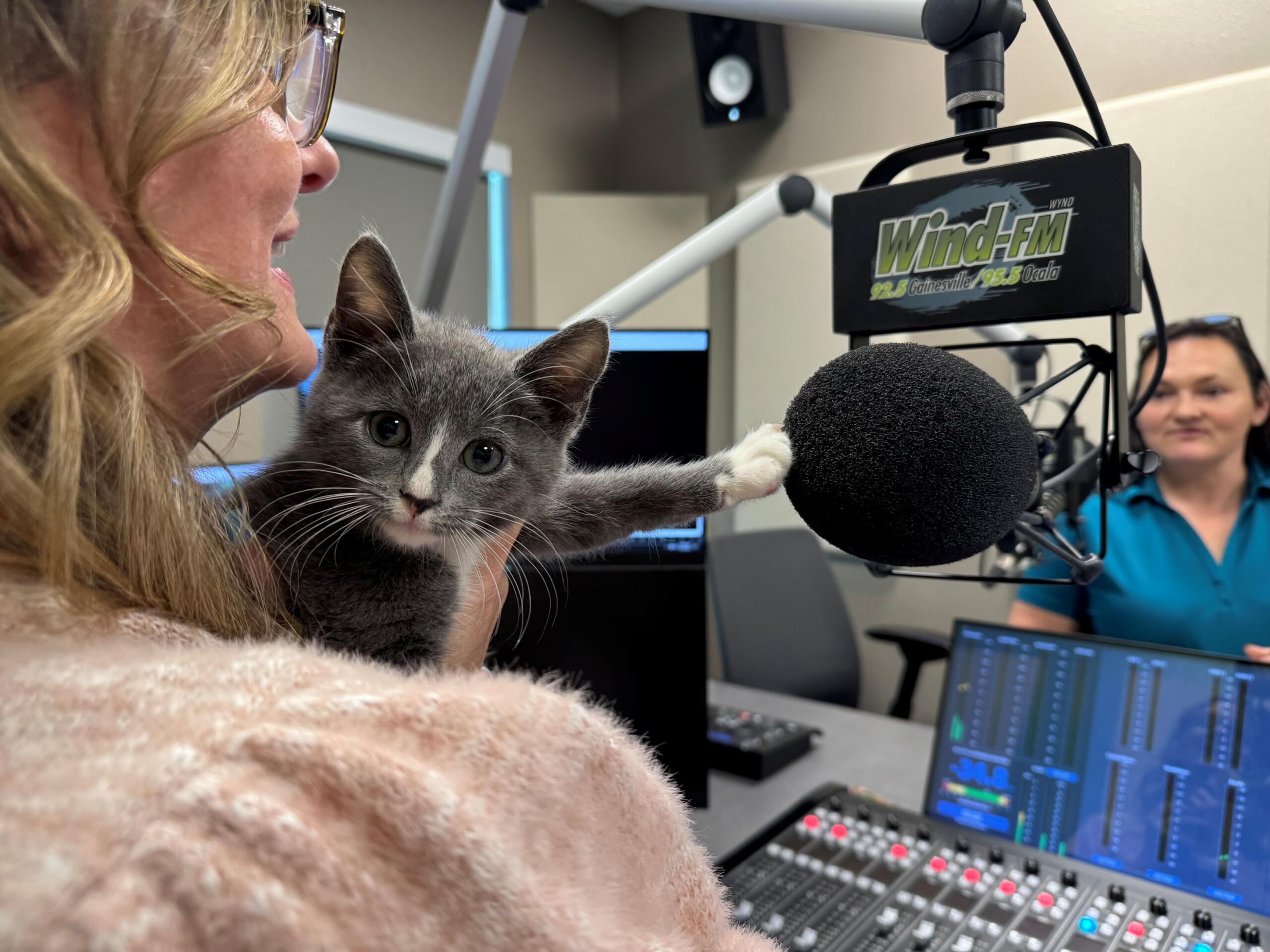 Meet 10-week-old Onyx. A grey kitten available for adoption at Marion County Animal Services.
