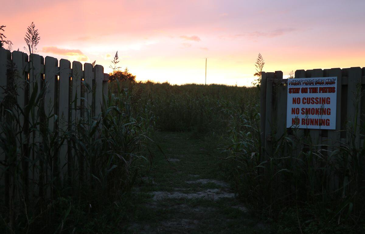 The sunset hovering over the entrance to a corn maze. A sign displaying the corn maze rules such as, "No cussing, no smoking, no running" stands at the entrance.