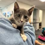 Meet 10-week-old Onyx. A grey kitten available for adoption at Marion County Animal Services.