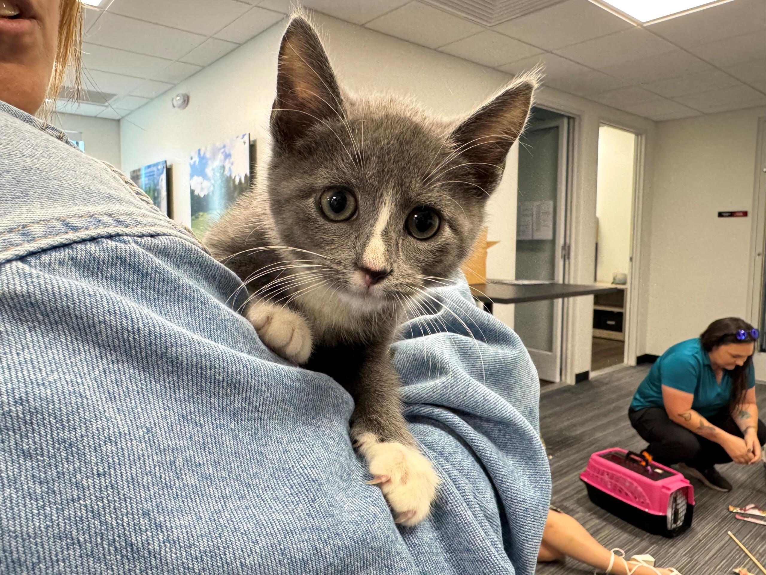 Meet 10-week-old Onyx. A grey kitten available for adoption at Marion County Animal Services.