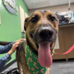 Meet Hooch a 2-year-old German Shepard mix available for adoption at the Humane Society of Marion County.