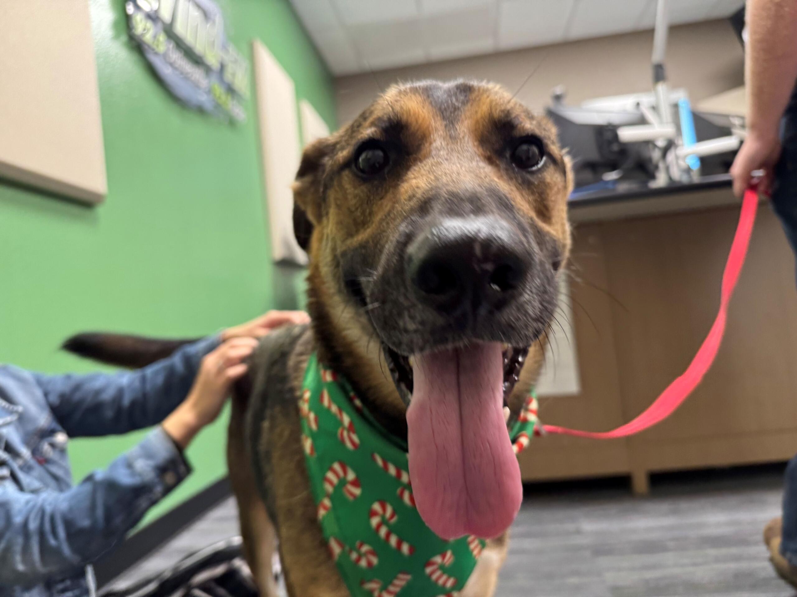 Meet Hooch a 2-year-old German Shepard mix available for adoption at the Humane Society of Marion County.