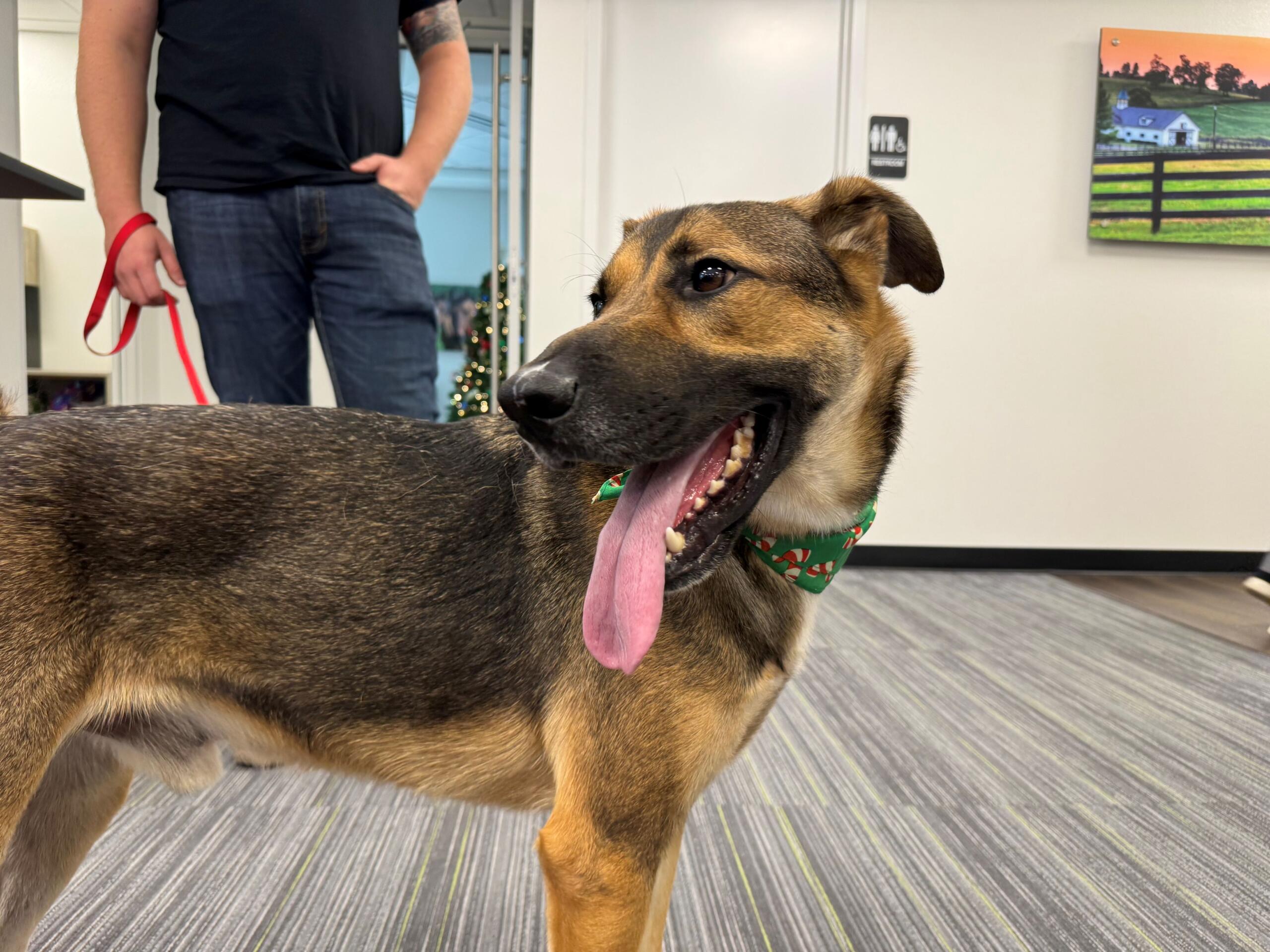 Project Pawsitivity: A Joyful Pup Waiting for the Turner to His Hooch ...